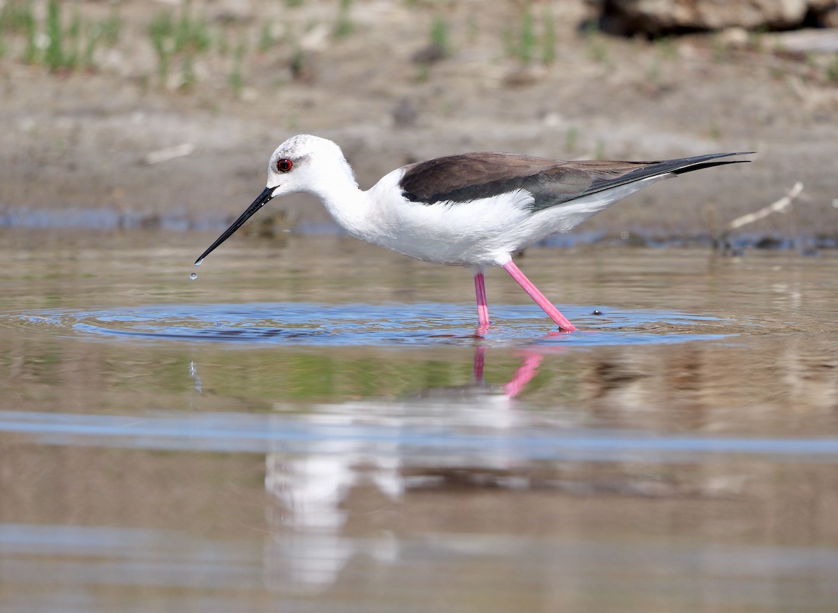 Black-winged Stilt - ML453152441