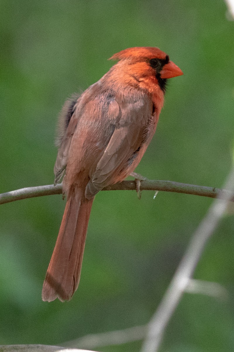Northern Cardinal (Common) - ML453153071