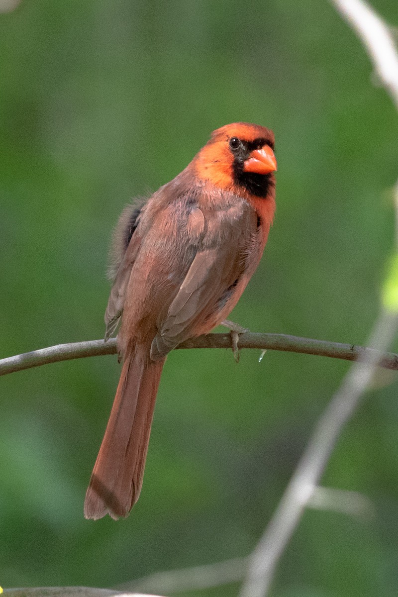 Northern Cardinal (Common) - ML453153091