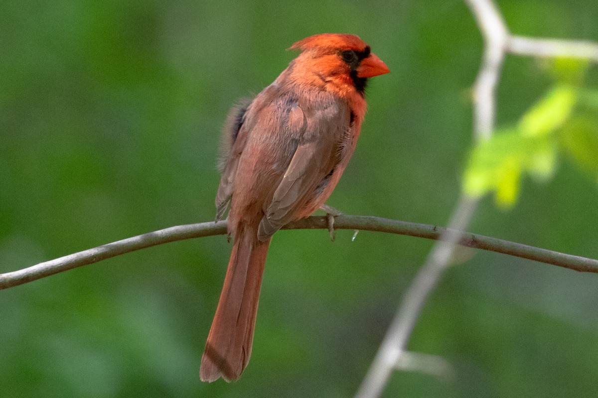 Northern Cardinal (Common) - ML453153111