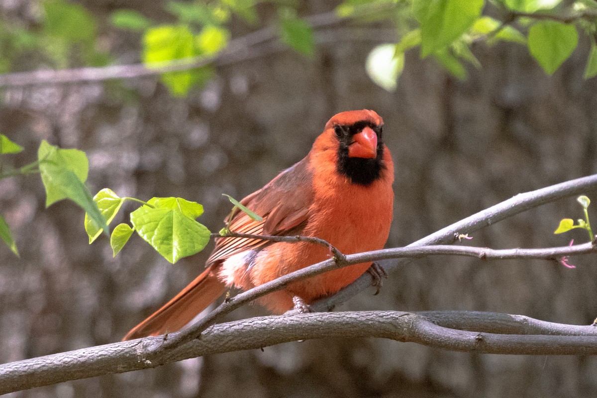 Northern Cardinal (Common) - ML453153121