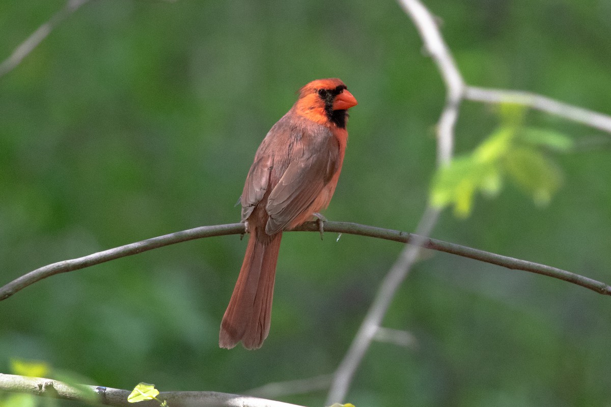 Northern Cardinal (Common) - ML453153131