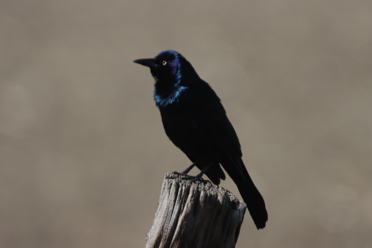 Common Grackle - ML453154821