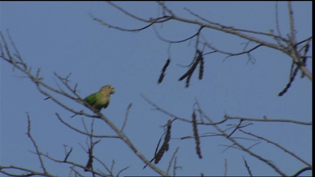 Saffron-headed Parrot - ML453155