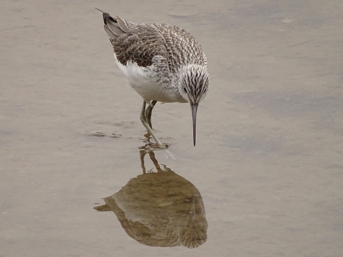 Common Greenshank - Elena Baonza Díaz