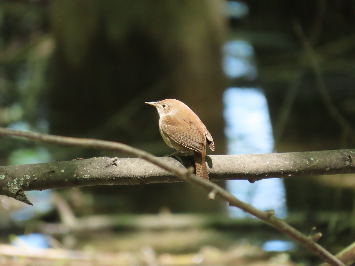 House Wren - ML453155761