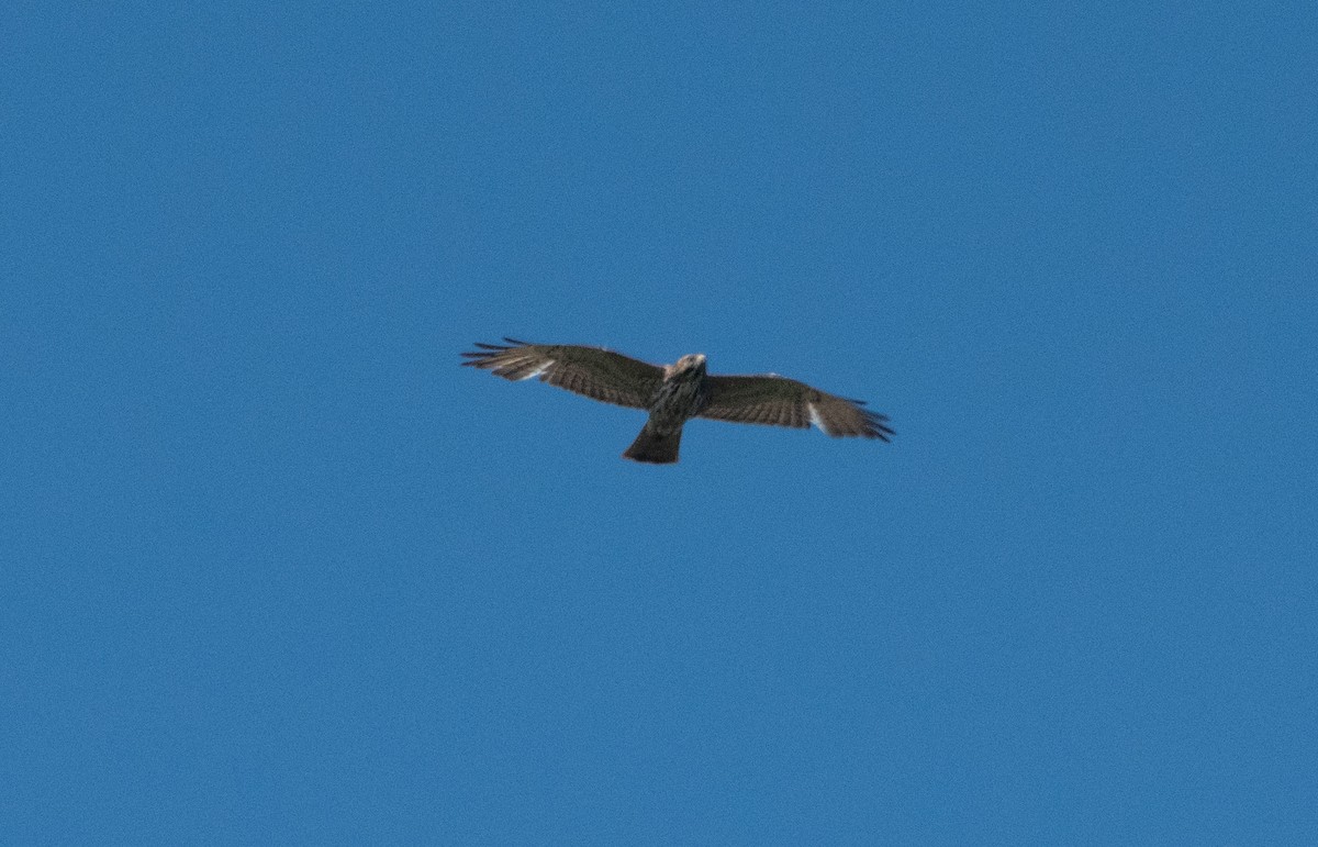 Broad-winged Hawk - ML453157791