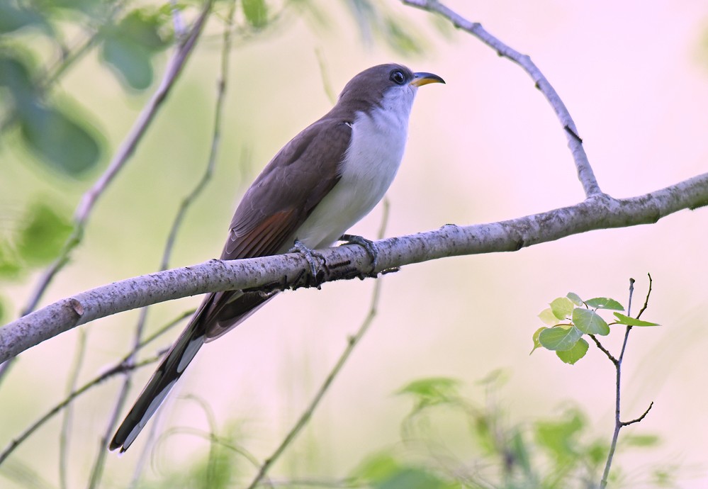 Yellow-billed Cuckoo - ML453158401