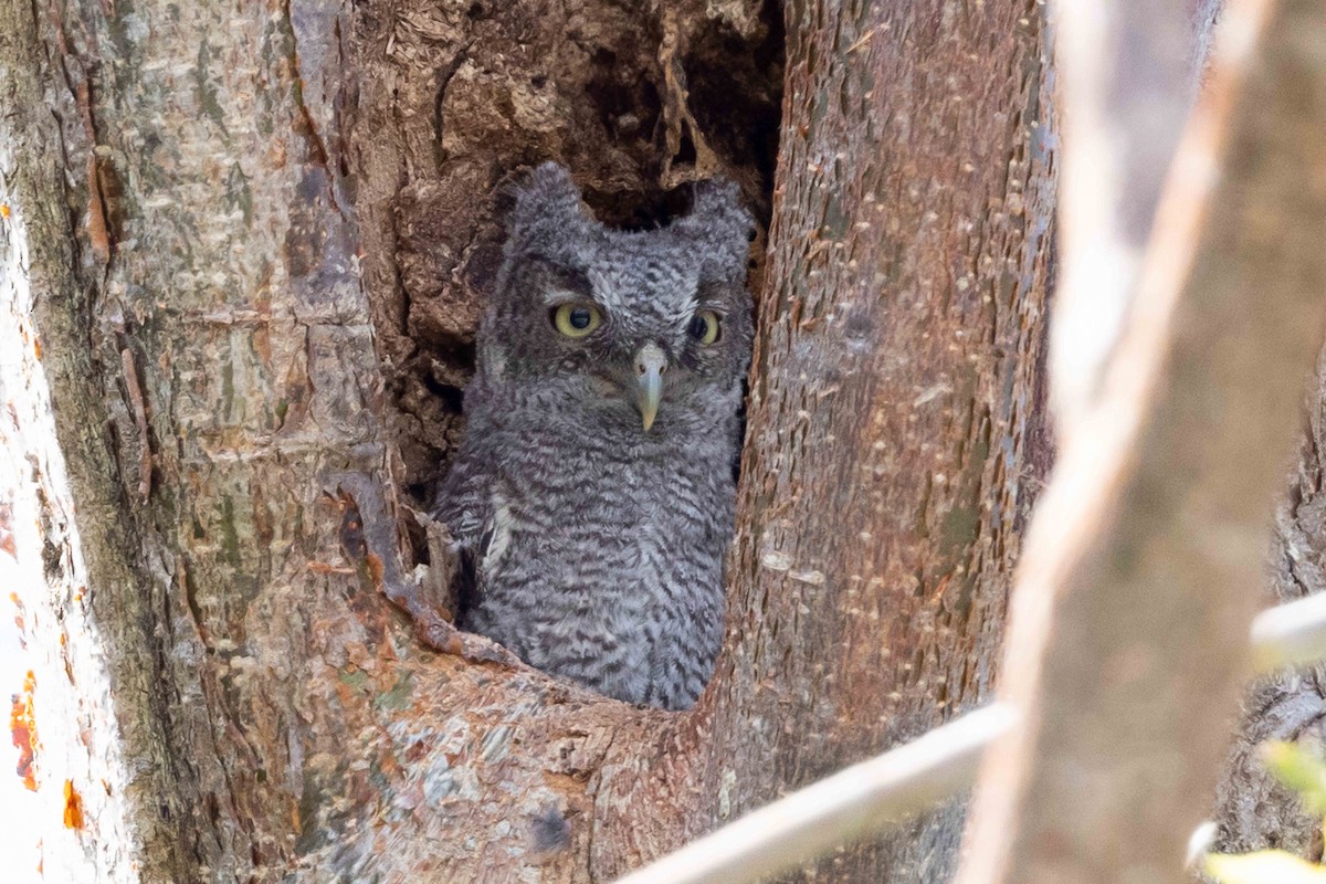 Eastern Screech-Owl - ML453159171