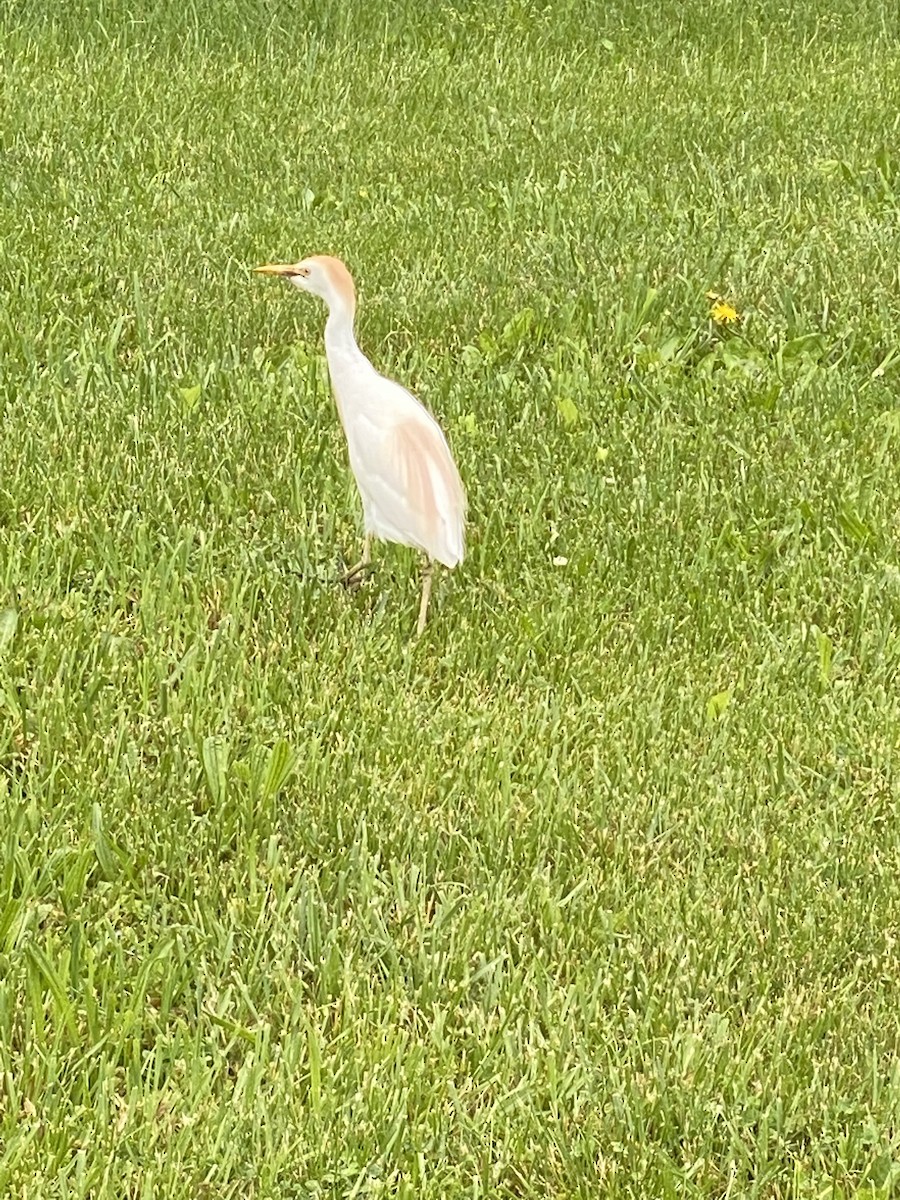 Western Cattle-Egret - ML453161071