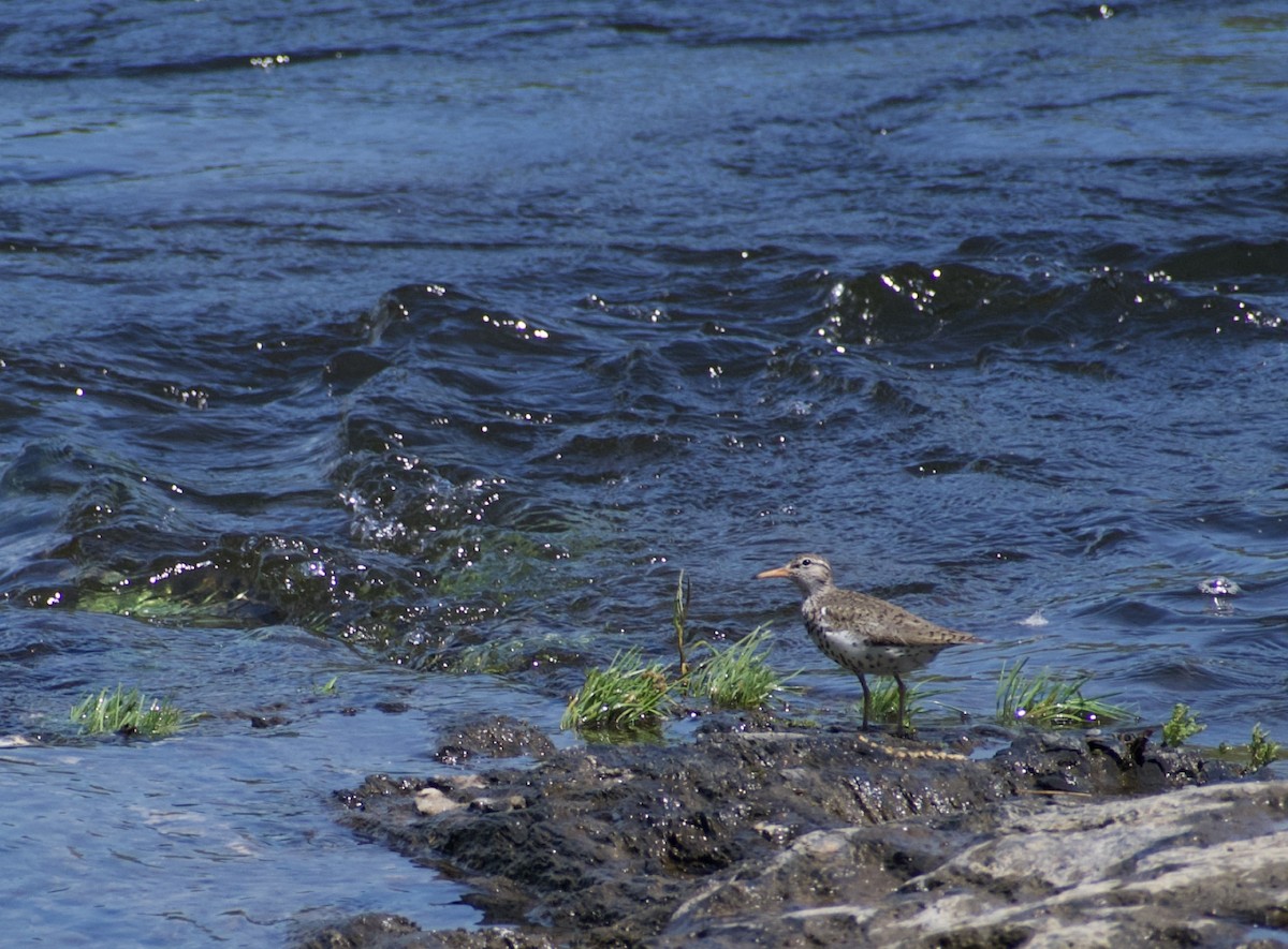 Spotted Sandpiper - ML453161881