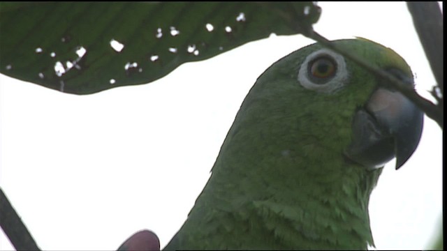 Yellow-crowned Parrot - ML453164