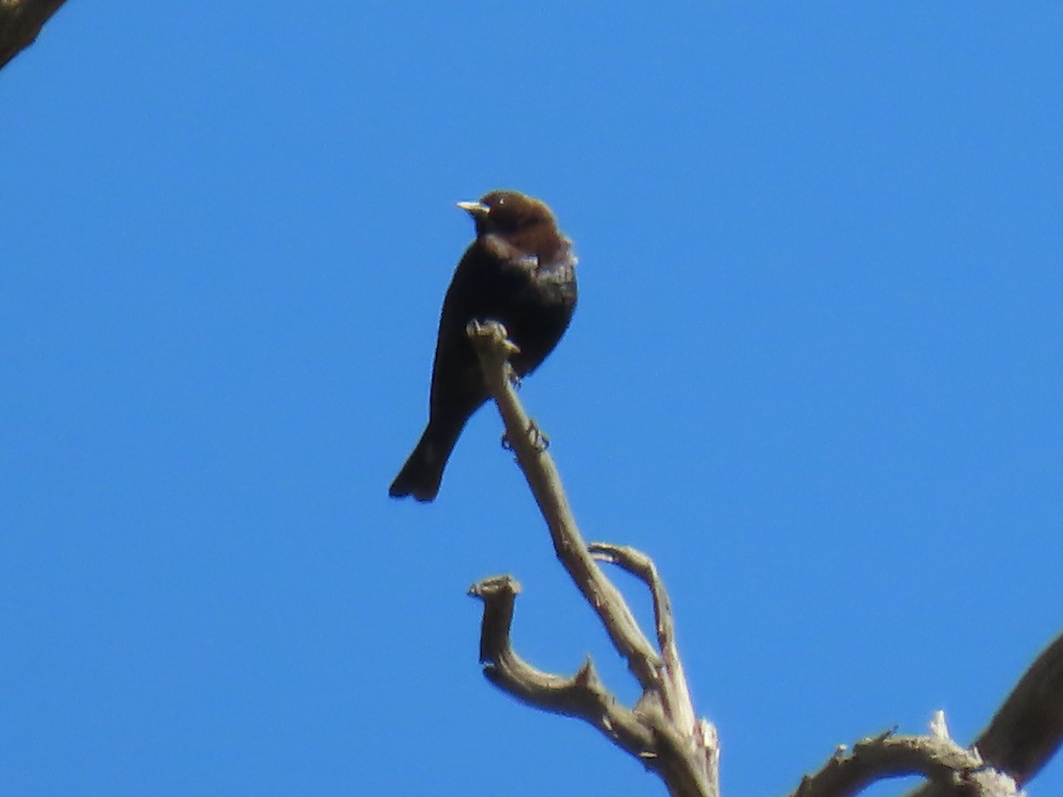 Tordo Cabecipardo - ML453164191