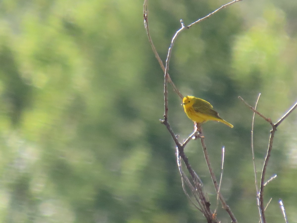 Paruline jaune - ML453164351