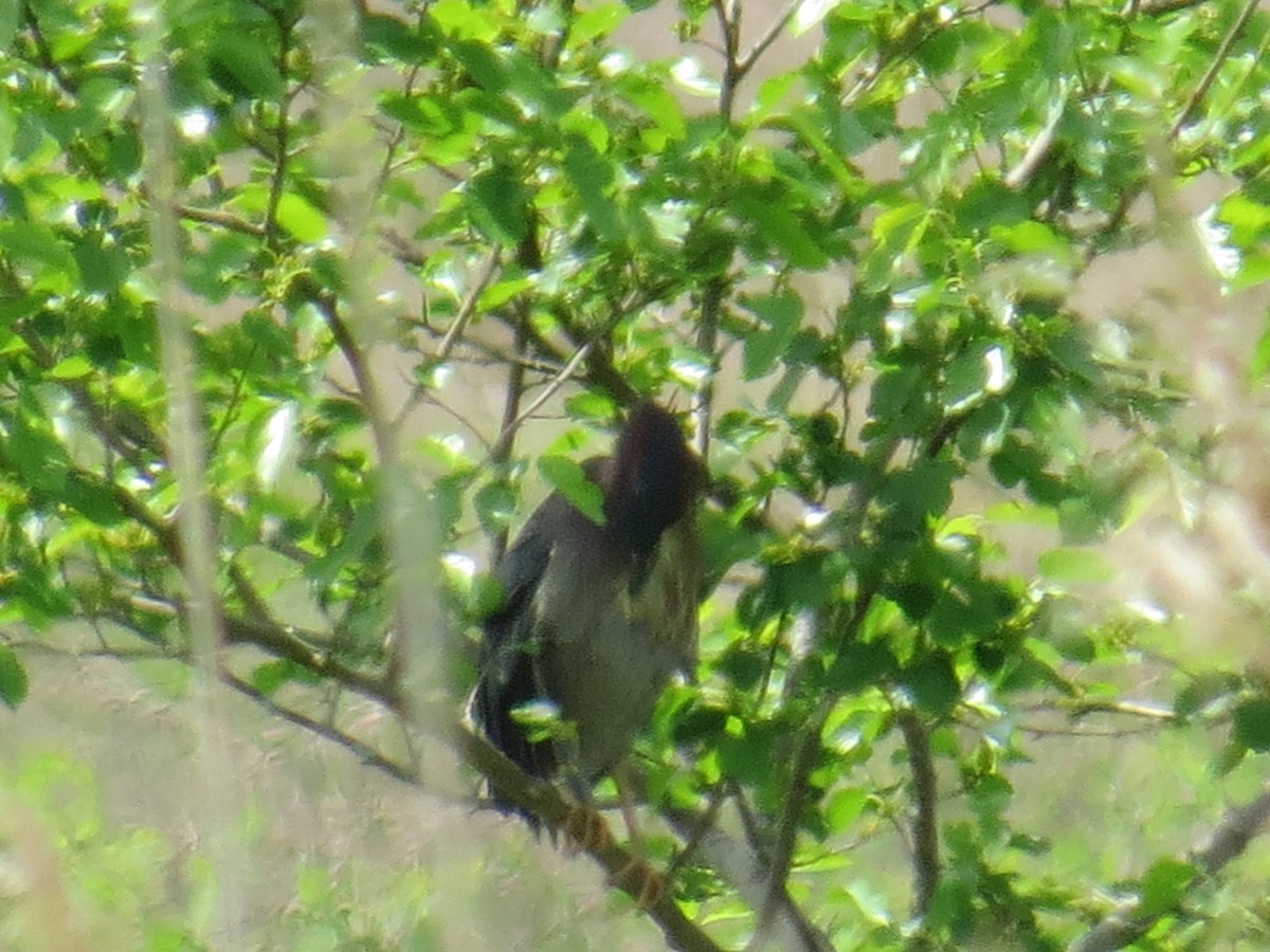 Green Heron - ML453164951