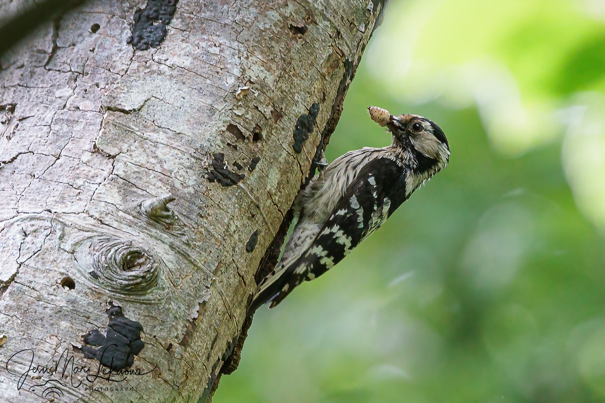 Lesser Spotted Woodpecker - Jesús Mari Lekuona Sánchez