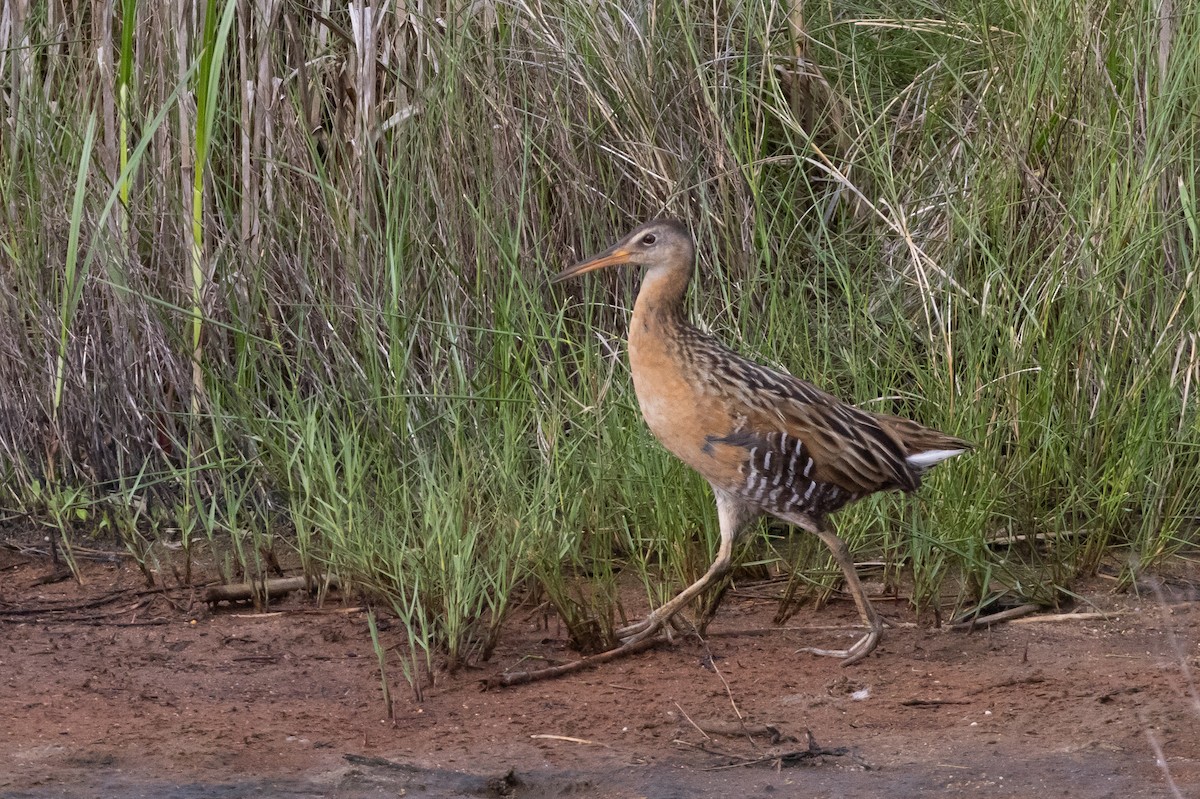 King Rail - ML453165561