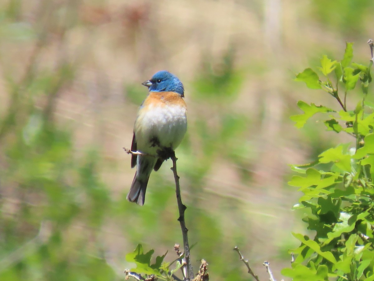 Lazuli Bunting - Katherine Holland