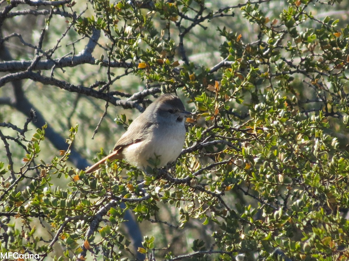 Kısa Gagalı Sepetören - ML453166321