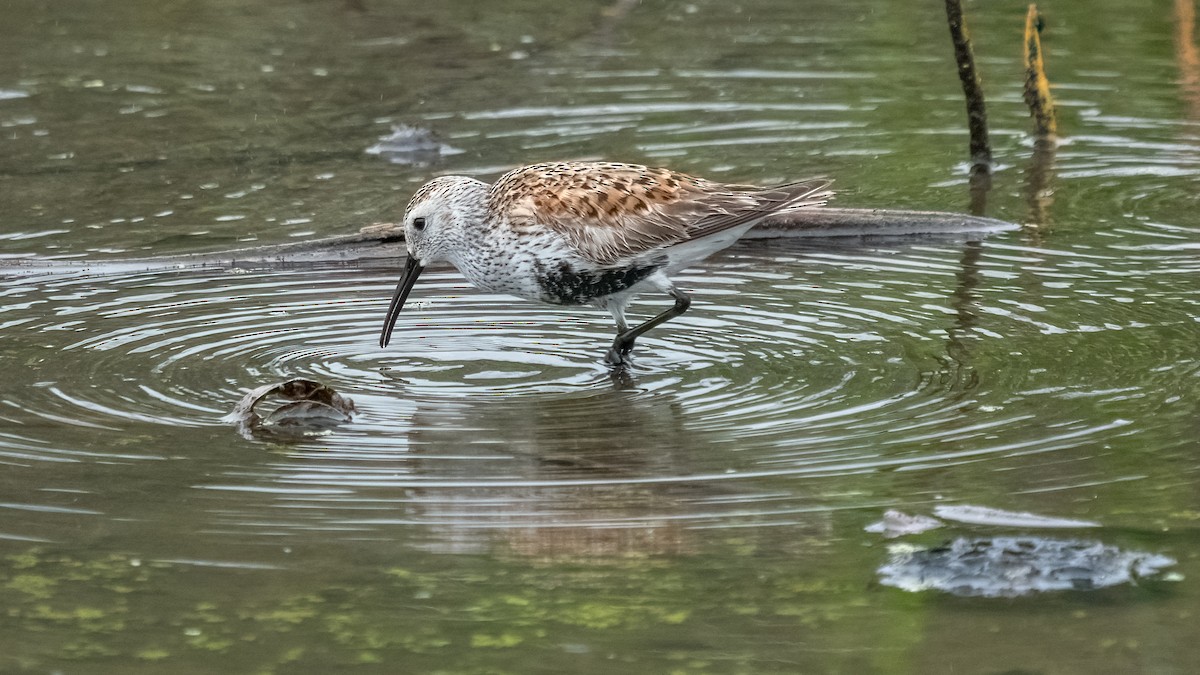 Dunlin - Rick Wilhoit