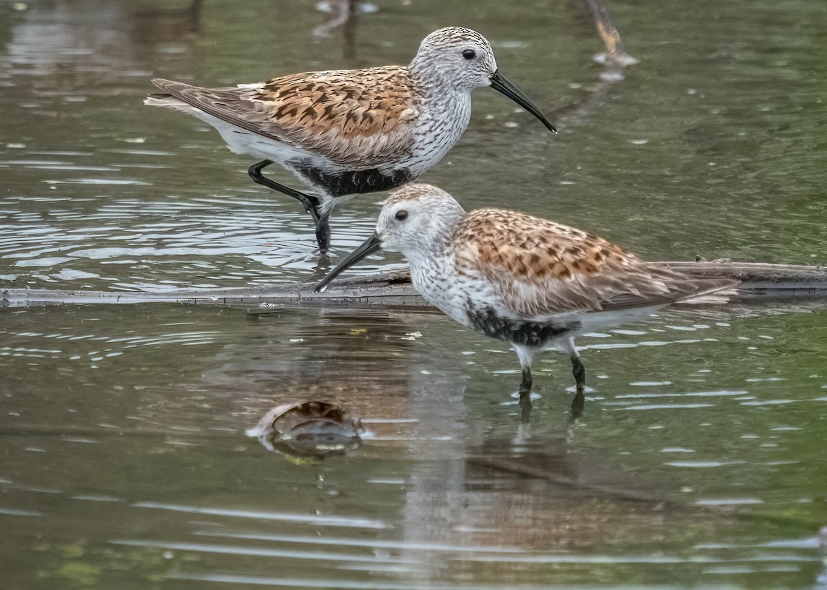 Dunlin - ML453167241