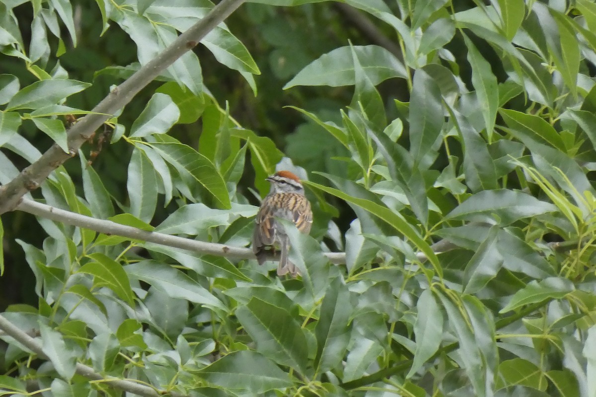 Chipping Sparrow - Sondra Lee Walling