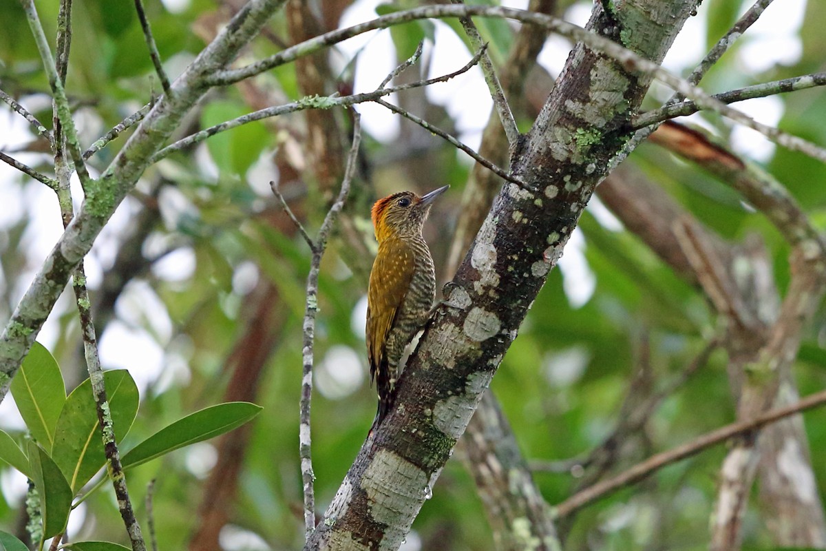 Yellow-eared Woodpecker - Nigel Voaden