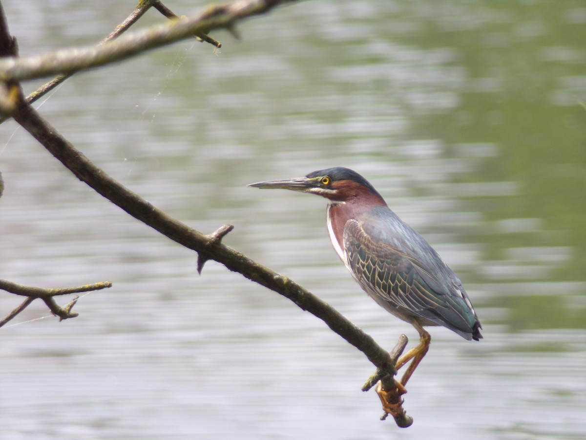 Green Heron - ML453171471