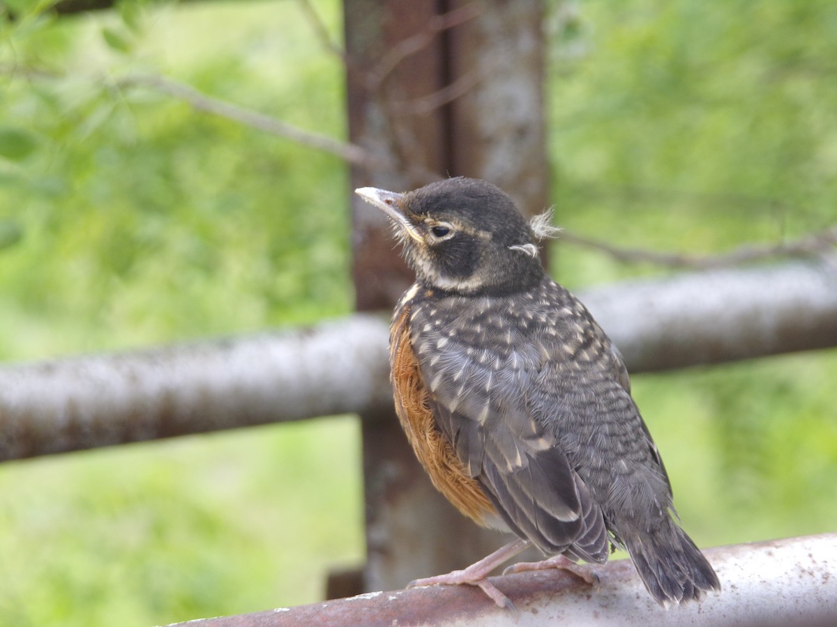 American Robin - ML453171521