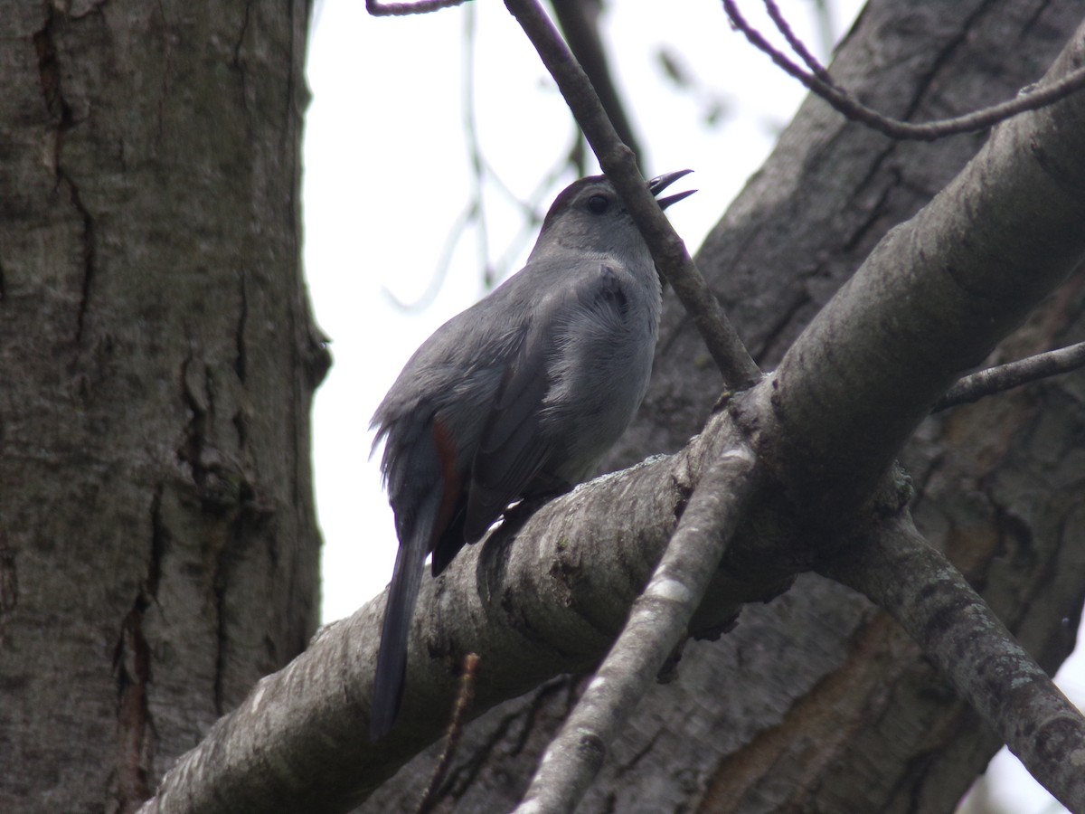 Gray Catbird - ML453171561