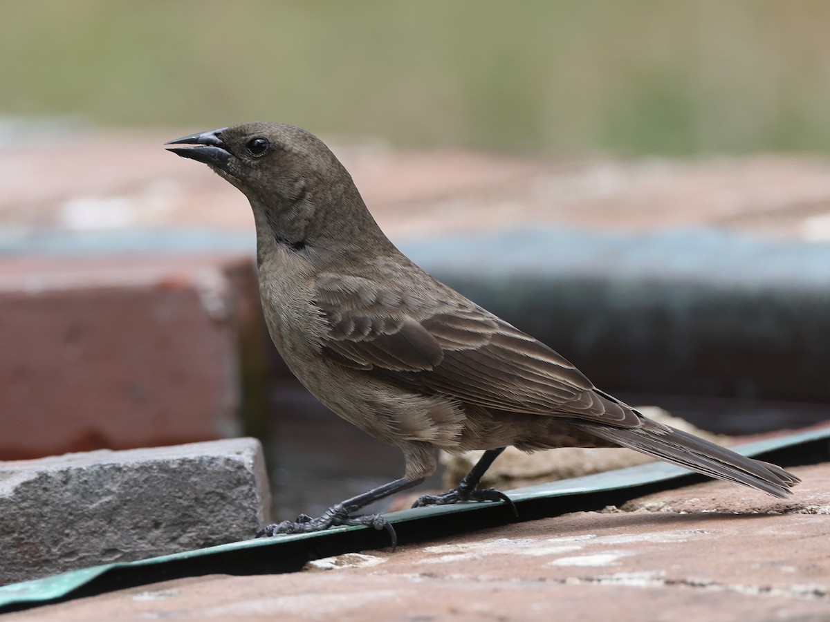 Shiny Cowbird - ML453171851