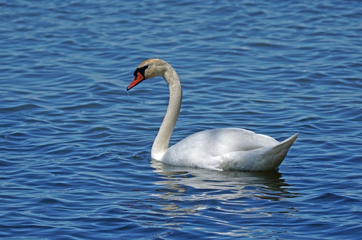 Mute Swan - Doris Guimond et Claude Gagnon