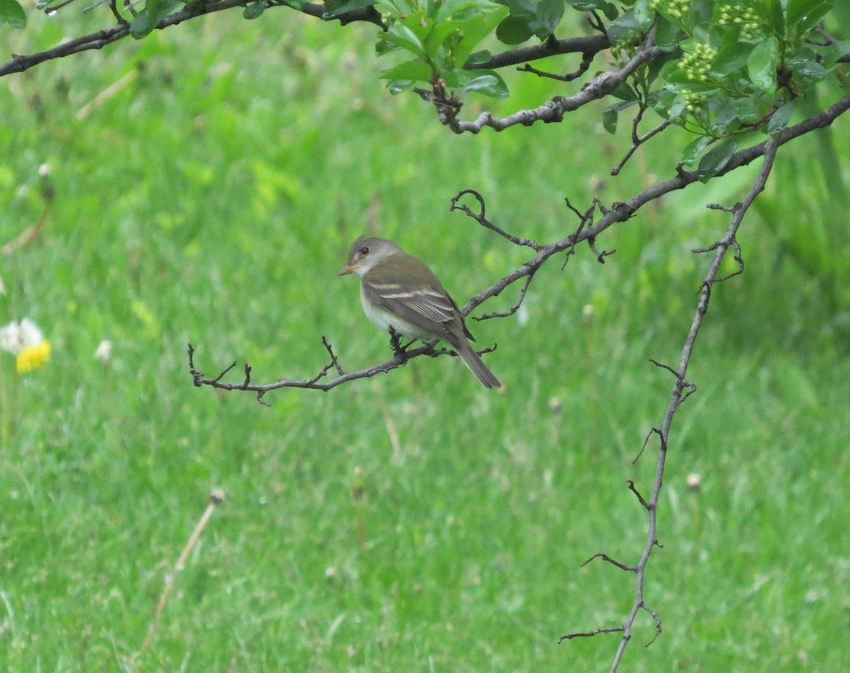 Willow Flycatcher - ML453176301