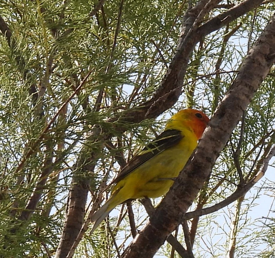 Western Tanager - ML453176431