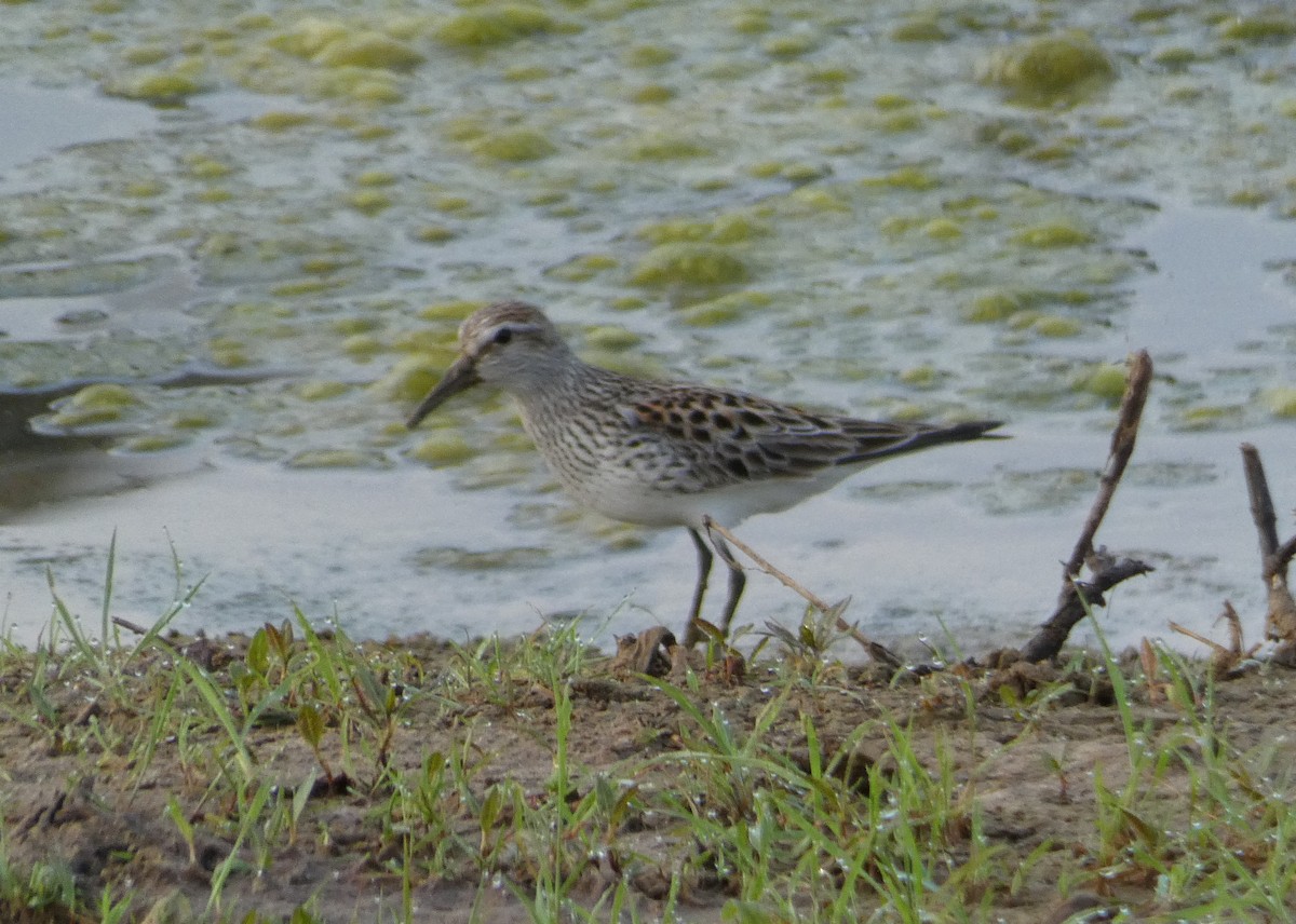 Weißbürzel-Strandläufer - ML453177431