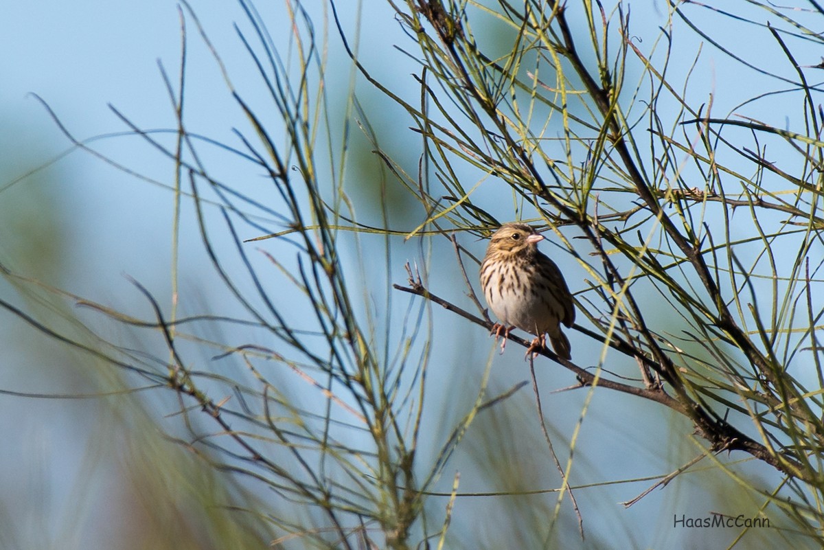 Savannah Sparrow - ML45317971