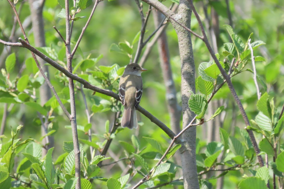 Alder Flycatcher - Rachel Lewis