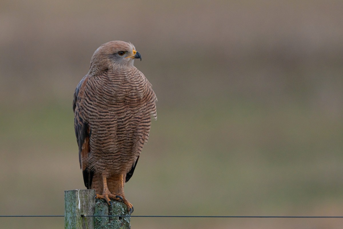 Savanna Hawk - Fernando Saravia