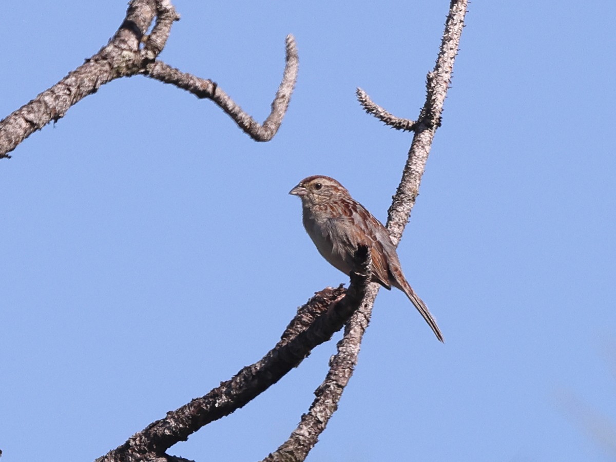 Bachman's Sparrow - ML453184681