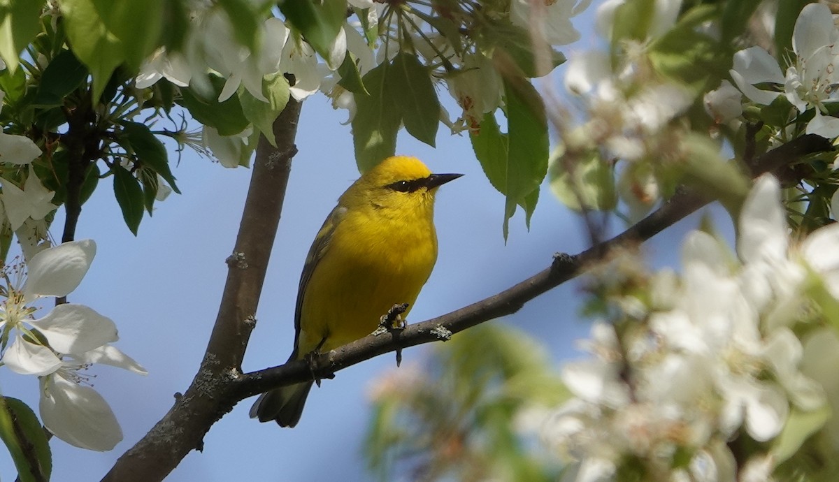 Blue-winged Warbler - ML453184721