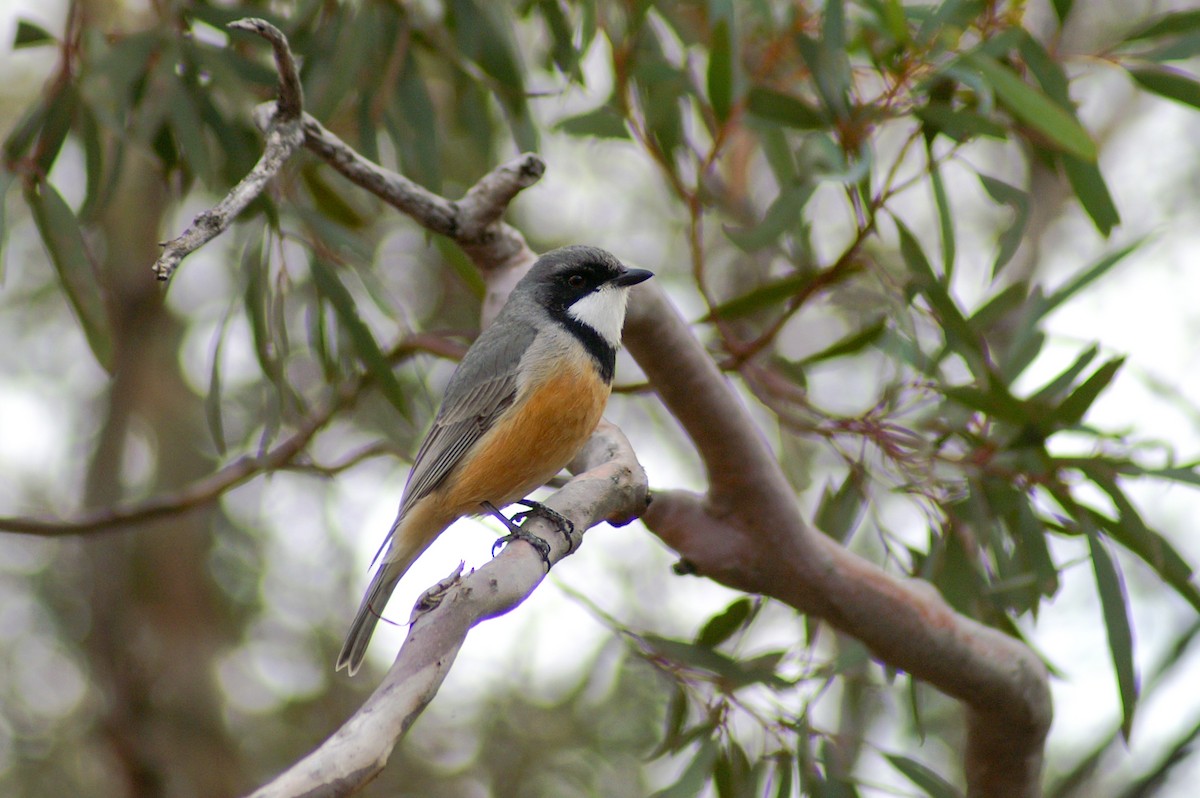 Rufous Whistler - ML453185101