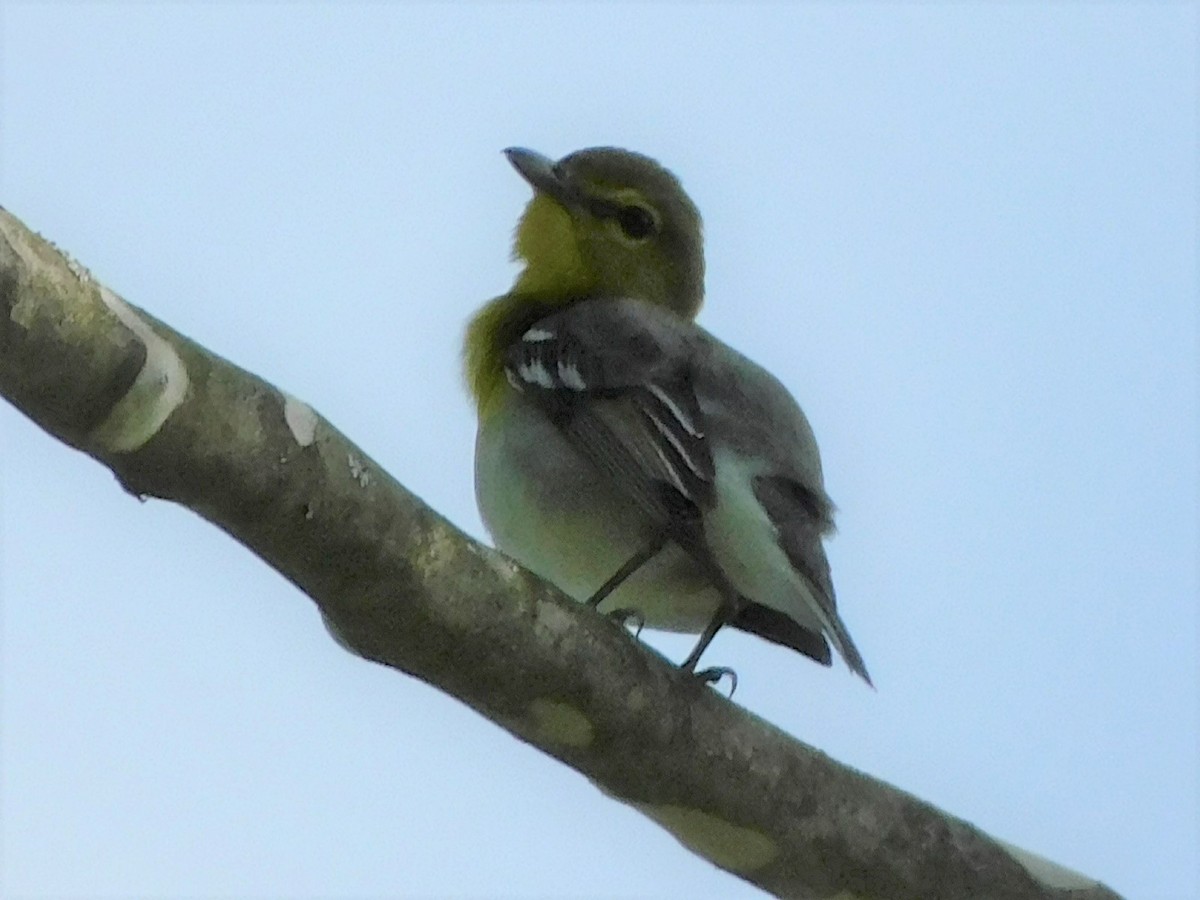 Yellow-throated Vireo - ML453186151