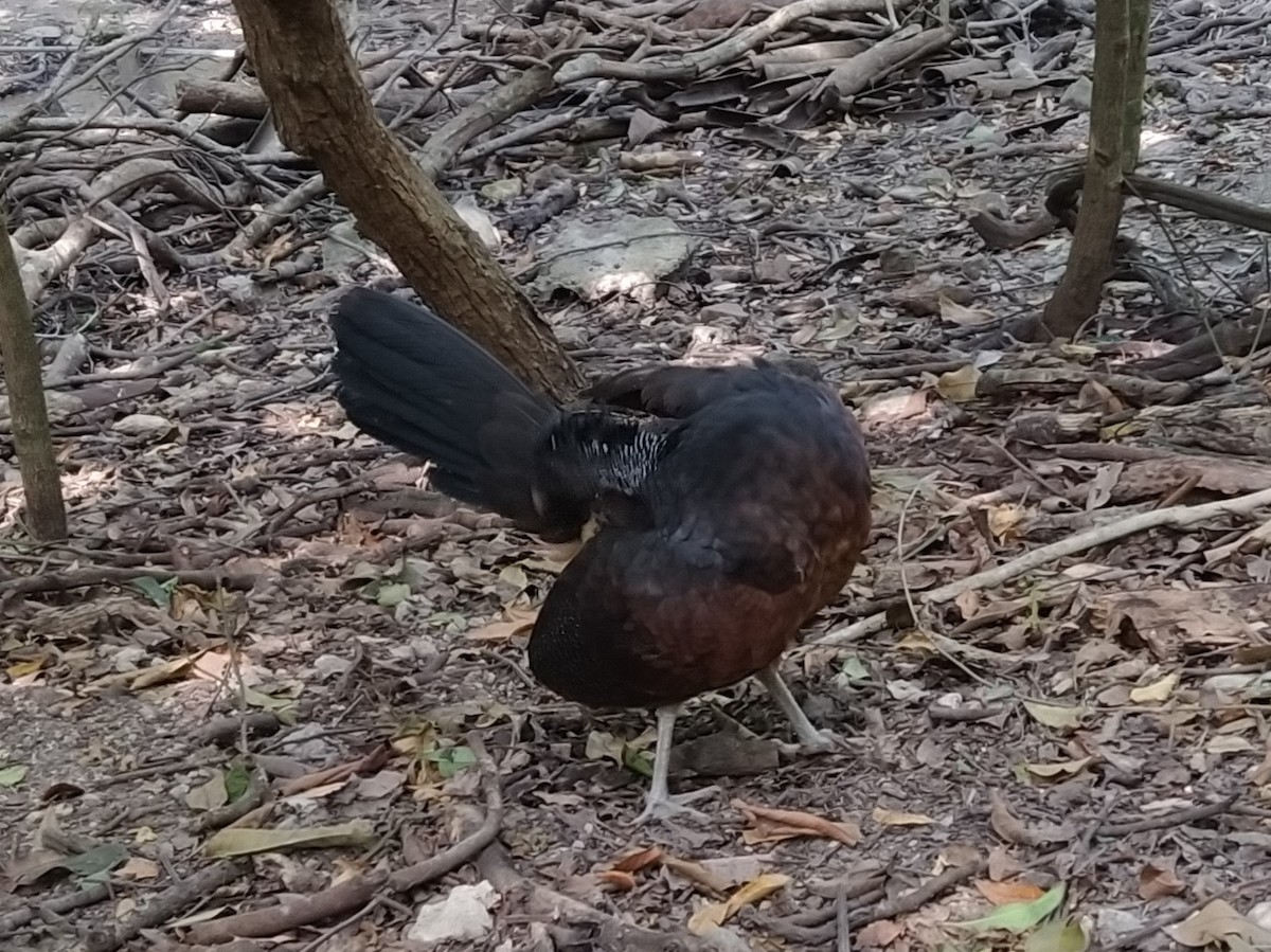 Great Curassow - ML453187701