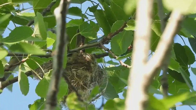 Warbling Vireo (Eastern) - ML453188361