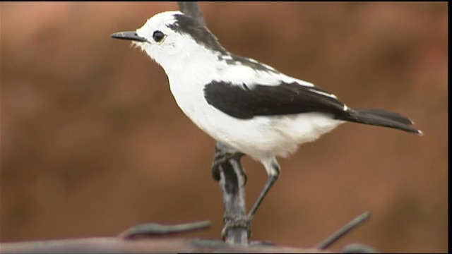 Pied Water-Tyrant - ML453189