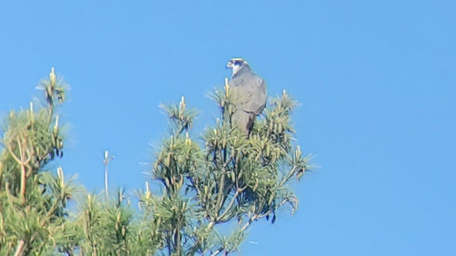 American Goshawk - ML453189251