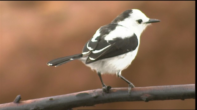 Pied Water-Tyrant - ML453191