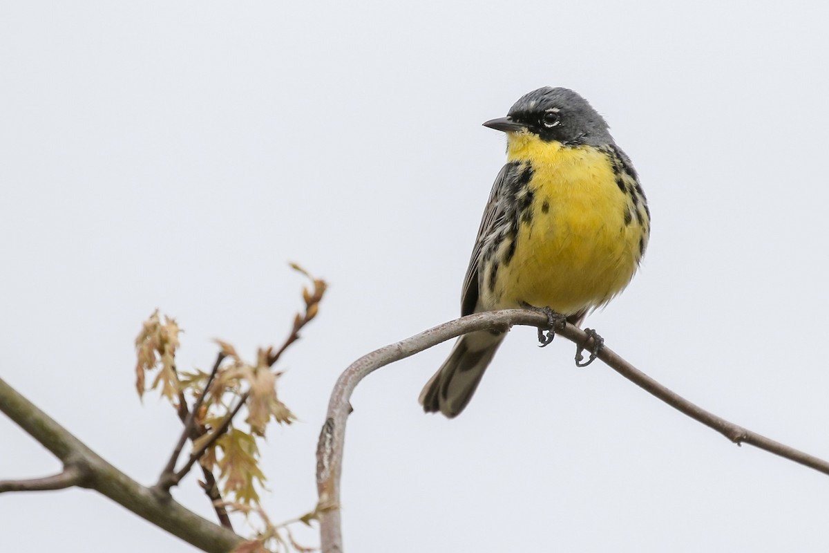 Kirtland's Warbler - Baxter Beamer