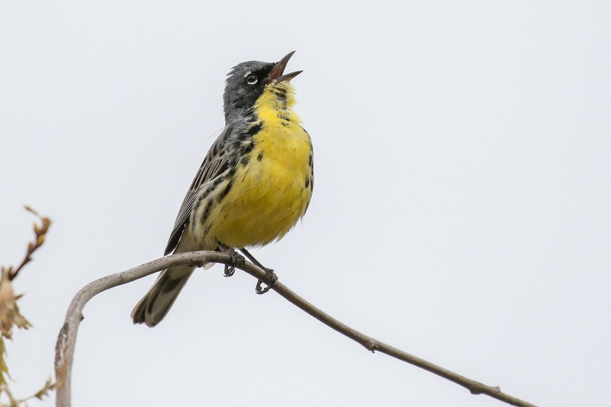 Kirtland's Warbler - Baxter Beamer