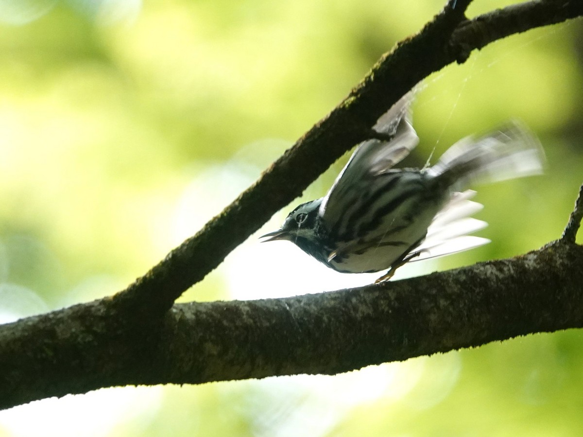 Black-and-white Warbler - ML453191941